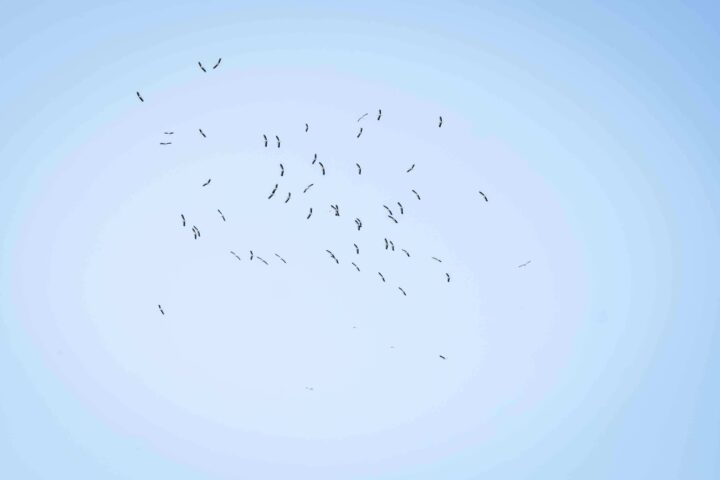 Toekomst nature